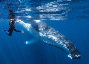 swim with whales Tonga