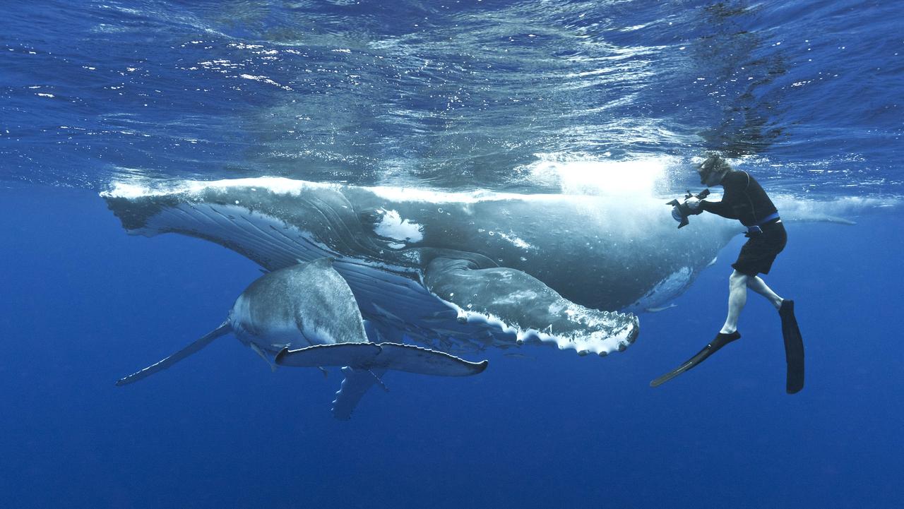 Swim With Whales Tonga