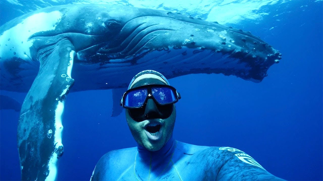 Experience New Adventure And Swim With Whales Tonga