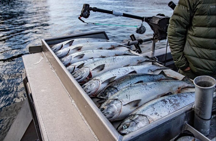 Halibut fishing charters