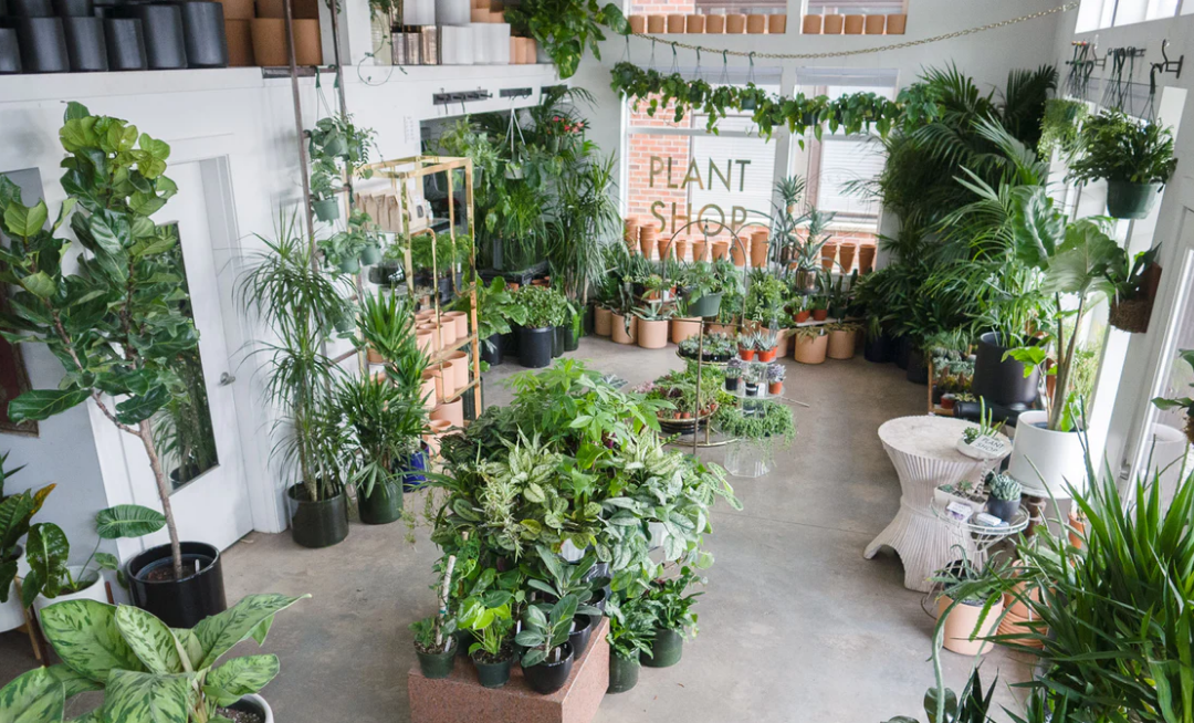 plant shop