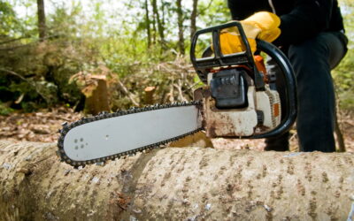 Top 6 Tree Services in Ballina Every Homeowner Should Consider