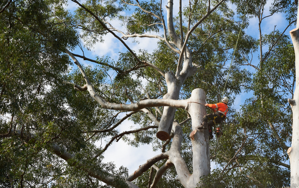 Seeking Emergency Services From Gold Coast’s Tree Loppers