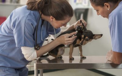 Choosing the Right Dermatology Clinic for Your Pet in Dunwoody, GA