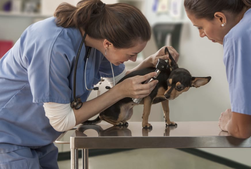 Choosing the Right Dermatology Clinic for Your Pet in Dunwoody, GA