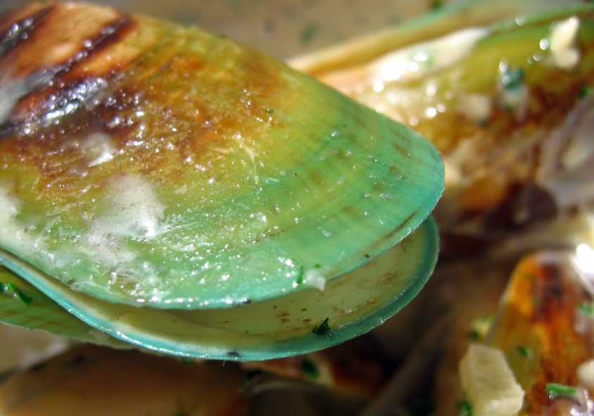green lipped mussels in NZ
