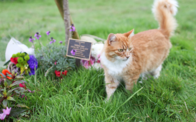 Understanding the Rituals of Cat Funerals