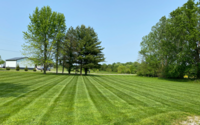 Cultivating Beauty: 5 Essential Tips for Tree Care in Macedon
