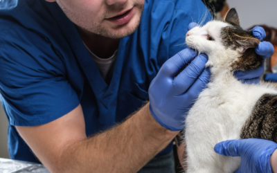 Everything You Need to Know About Dunwoody, GA Animal Dental Services
