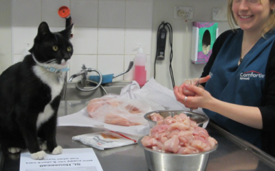 The Role of Dental Extraction in Cat Care