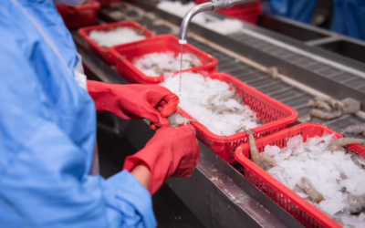 Exploring Cultural Influences in Seafood Exports