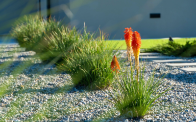 Maximising Plant Health with Mulch on the Gold Coast