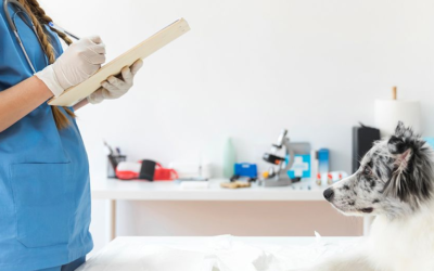 The Importance of Regular Vet Visits at Dunwoody’s Animal Hospital