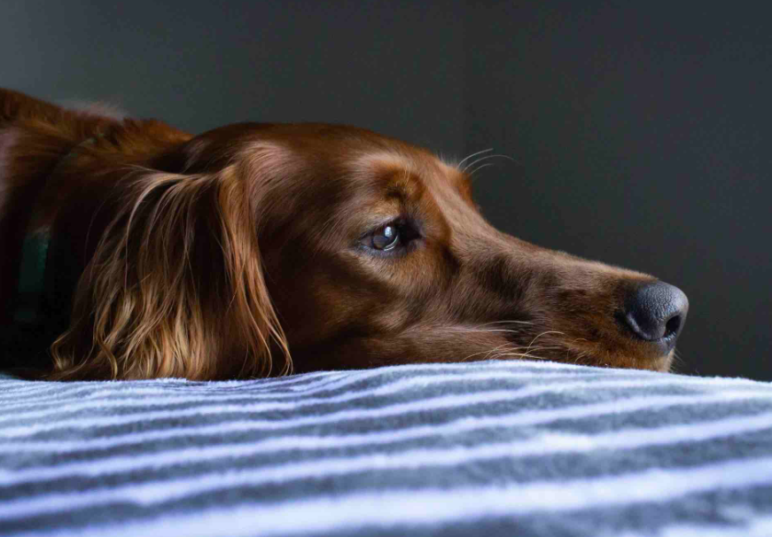 Brisbane pet cremation