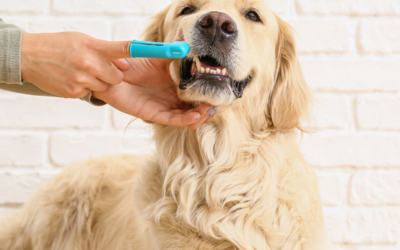 Pet Vaccinations: What Every Dunwoody Pet Owner Should Know