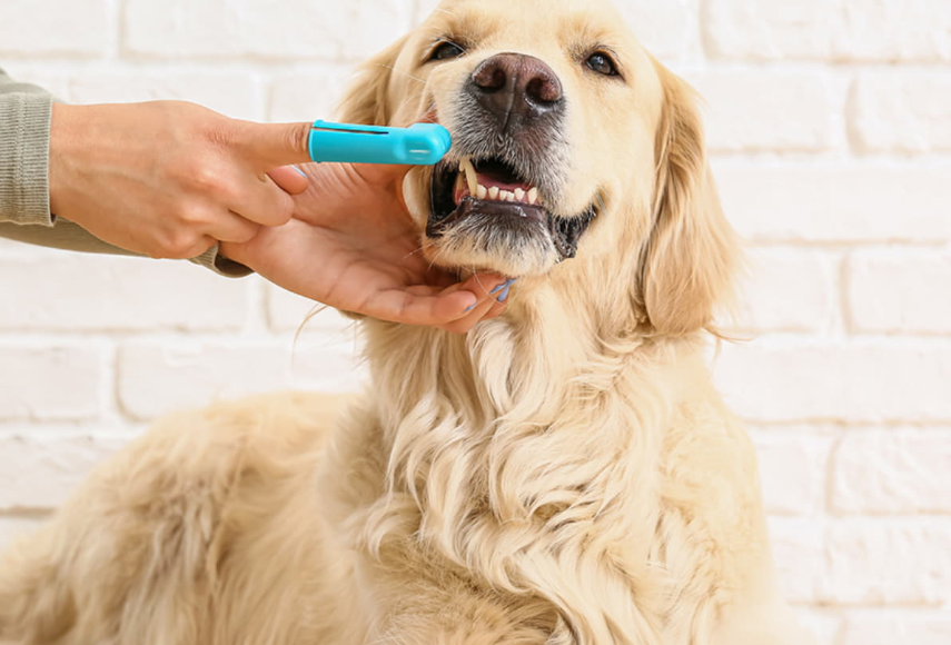 Pet Vaccinations: What Every Dunwoody Pet Owner Should Know