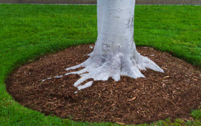 The Benefits of Using Mulch for Gold Coast Landscapes