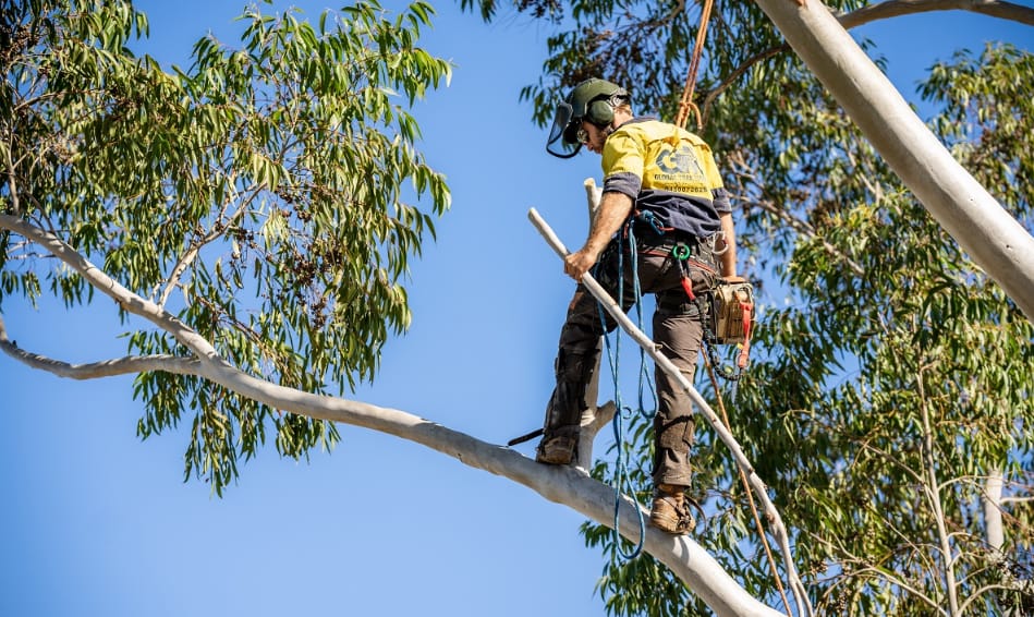 6 Ways How Gold Coast Tree Loppers Can Help You