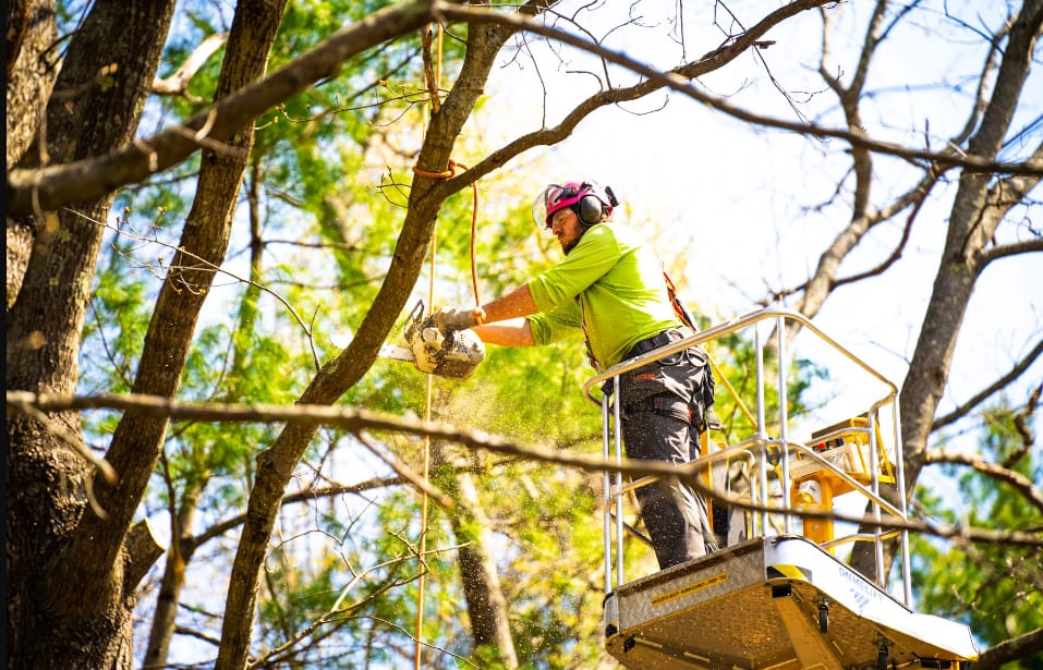 tree arborist on the Gold Coast